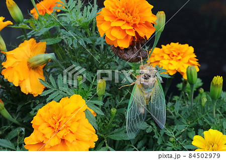 セミの羽化（不完全変態） 84502979