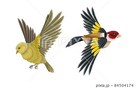 Bird Oriole Set Cartoon Vector Illustration Stock Vector