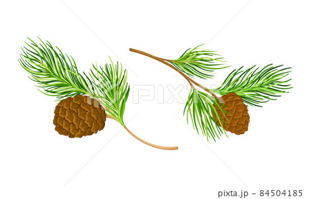 Coniferous tree twigs with cones and fir needle foliage vector illustration 84504185