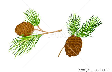 Cedar Tree Branches With Cones Set Spruce のイラスト素材