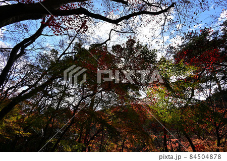 瑞宝寺公園の紅葉 瑞宝寺公園の紅葉 84504878