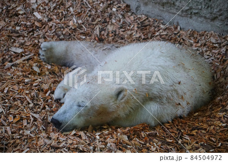 White Polar Bear Sleeping At Zoo White Polar Bear Sleeping At Zoo 84504972