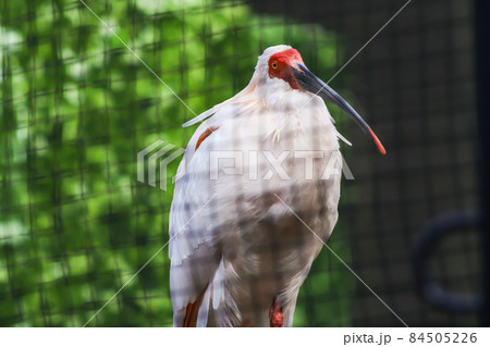 朱鷺 ( 成鳥のオス) 84505226