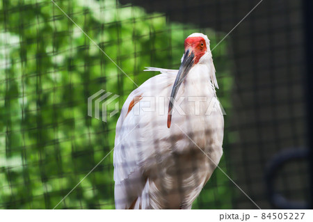 朱鷺 ( 成鳥のオス) 朱鷺 ( 成鳥のオス) 84505227