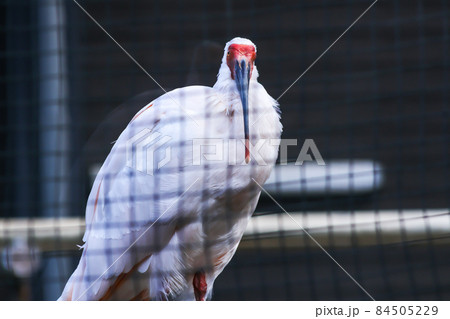 朱鷺 ( 成鳥のオス) 朱鷺 ( 成鳥のオス) 84505229