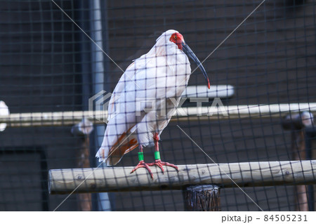 朱鷺 ( 成鳥のオス) 朱鷺 ( 成鳥のオス) 84505231
