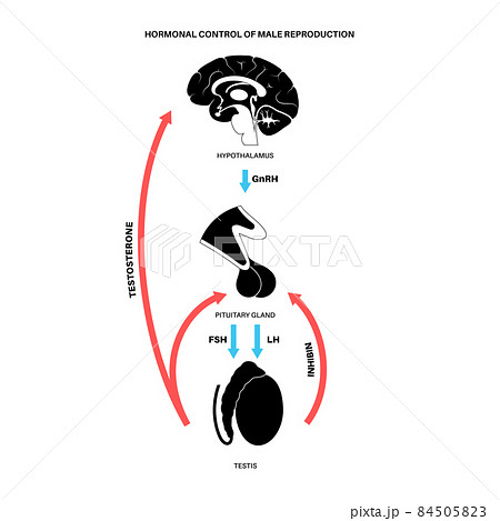 Male reproductive hormones 84505823