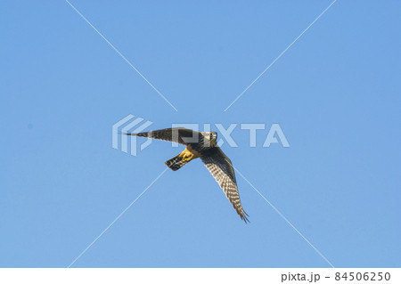 Aplomado falcon in flight, Patagonia Argentina. Aplomado falcon in flight, Patagonia Argentina. 84506250