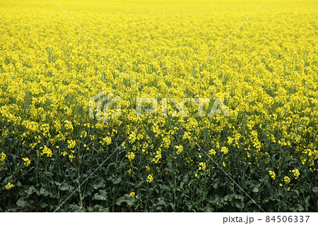 菜の花畑_北海道 84506337