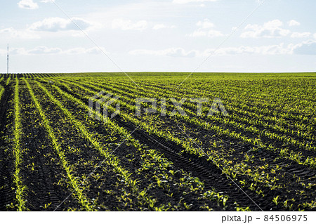 Rows of corn sprouts beginning to grow. Young corn seedlings growing in a fertile soil. An agricultural field on which grow up young corn. Rural landscape. 84506975