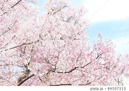 高遠小彼岸桜 84507313