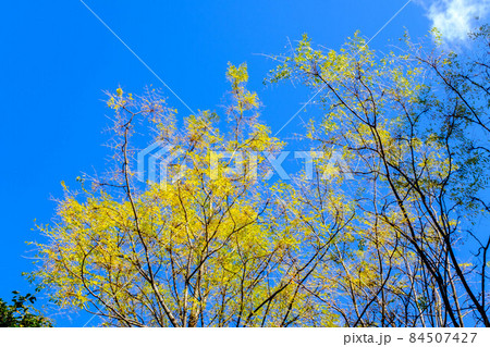 秋の青空のもと、黄色に色づく木の葉がコントラストで浮かび上がる。神戸山手の保久良神社参道で撮影 秋の青空のもと、黄色に色づく木の葉がコントラストで浮かび上がる。神戸山手の保久良神社参道で撮影 84507427