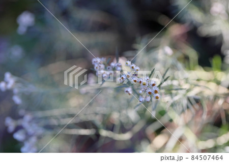 カワラハハコの花 カワラハハコの花 84507464