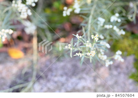 カワラハハコの花 カワラハハコの花 84507604
