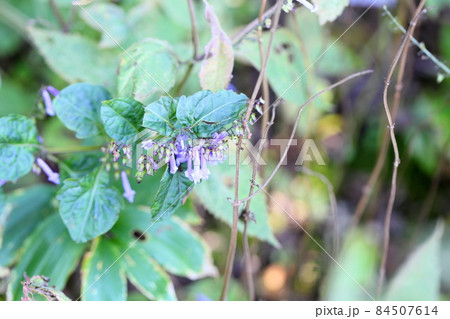 アキチョウジの花 アキチョウジの花 84507614