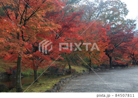 香川用水記念公園の紅葉 84507811