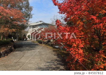 香川用水記念公園の紅葉 84507812