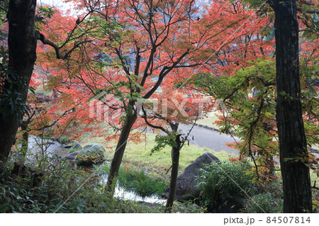 香川用水記念公園の紅葉 84507814