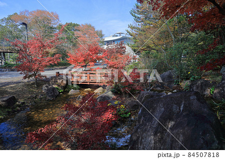 香川用水記念公園の紅葉 84507818