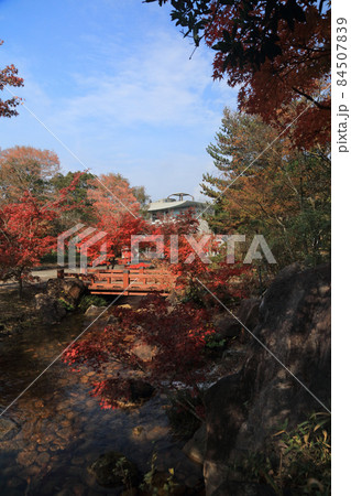 香川用水記念公園の紅葉 84507839