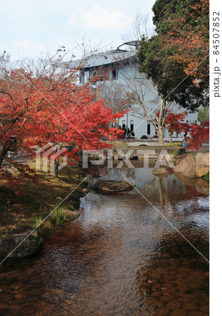 香川用水記念公園の紅葉 香川用水記念公園の紅葉 84507852