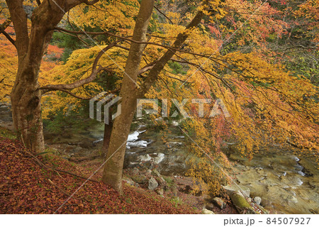 龍頭八重滝県立自然公園遊歩道　八重山川沿いの紅葉（島根県雲南市掛合町） 84507927