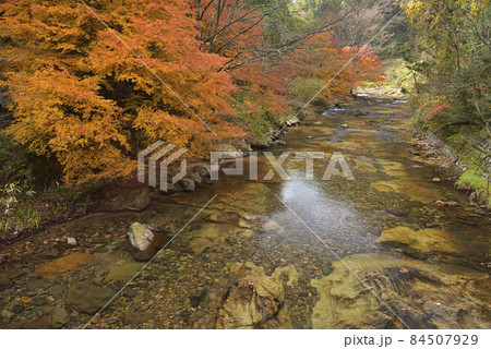 龍頭八重滝県立自然公園遊歩道 八重山川沿いの紅葉(島根県雲南市掛合町) 龍頭八重滝県立自然公園遊歩道 八重山川沿いの紅葉(島根県雲南市掛合町) 84507929