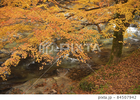 龍頭八重滝県立自然公園遊歩道 八重山川沿いの紅葉(島根県雲南市掛合町) 龍頭八重滝県立自然公園遊歩道 八重山川沿いの紅葉(島根県雲南市掛合町) 84507942