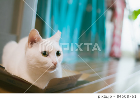 狭い箱で無理やりリラックス白猫 84508761