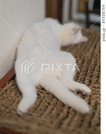 白猫の開き 84508764
