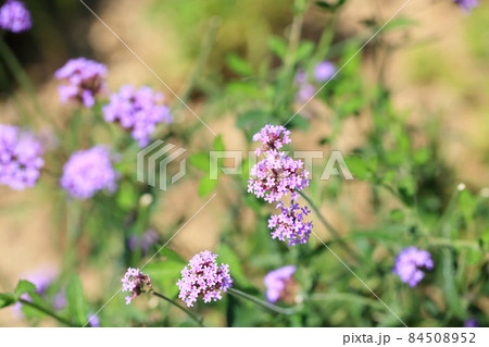 ヤナギハナガサの花 ヤナギハナガサの花 84508952