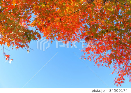 紅葉 青空 紅葉 青空 84509174