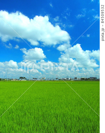 郊外の初夏の青田風景 84509532
