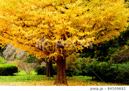 神代植物公園　銀杏　巨木の紅葉 84509682