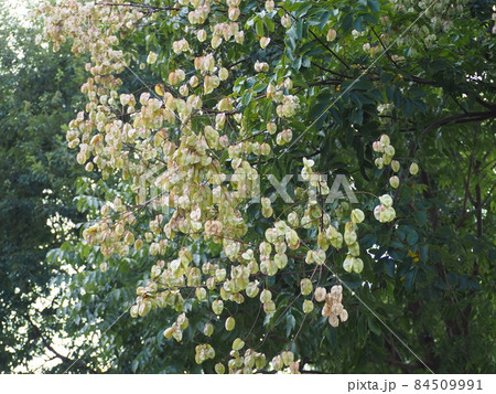 オオモクゲンジ 84509991