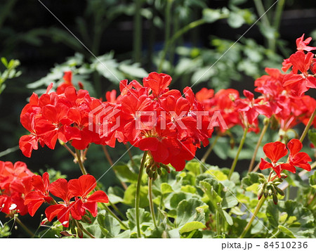 庭の花 赤いゼラニウムの写真素材