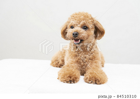 微笑むトイ・プードル 84510310