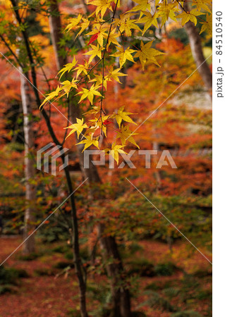 祇王寺 紅葉 祇王寺 紅葉 84510540