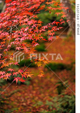 祇王寺 紅葉 祇王寺 紅葉 84510541