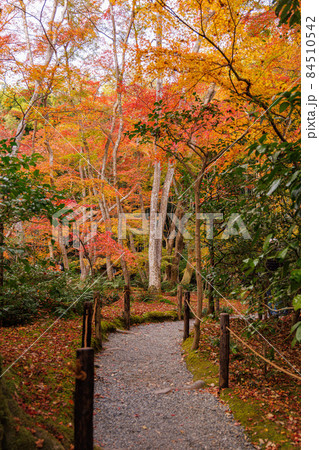 祇王寺 紅葉 祇王寺 紅葉 84510542