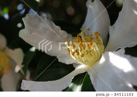 クローズアップ撮影したさざんかの花 クローズアップ撮影したさざんかの花 84511103