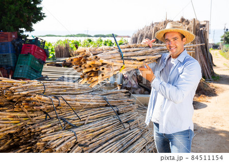 Employed worker carries bundles of bamboo sticks to work Employed worker carries bundles of bamboo sticks to work 84511154