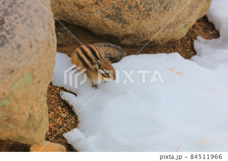 雪の上に出てきたエゾシマリス1 84511966