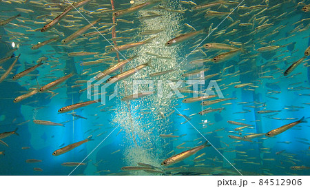 長崎ペンギン水族館の小魚 長崎ペンギン水族館の小魚 84512906