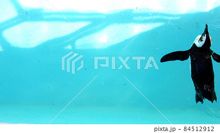 長崎ペンギン水族館のペンギン 84512912