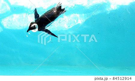 長崎ペンギン水族館のペンギン 長崎ペンギン水族館のペンギン 84512914