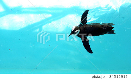 長崎ペンギン水族館のペンギン 長崎ペンギン水族館のペンギン 84512915
