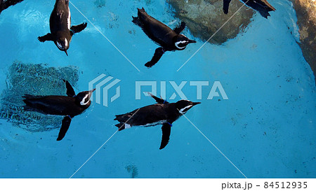 長崎ペンギン水族館のペンギン 長崎ペンギン水族館のペンギン 84512935