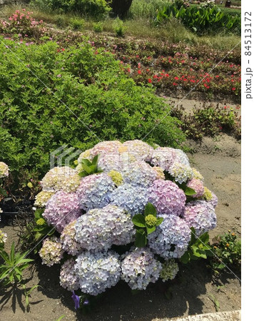 紫陽花 紫陽花 84513172