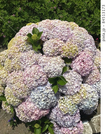 紫陽花 84513173